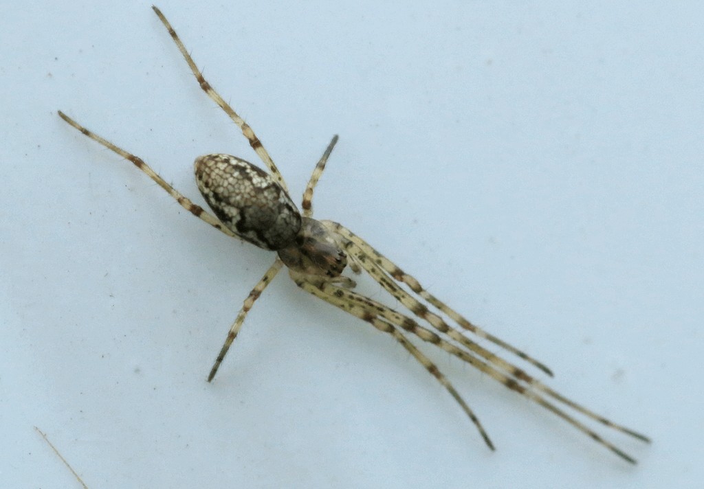 Tetragnatha_obtusa-6.jpg