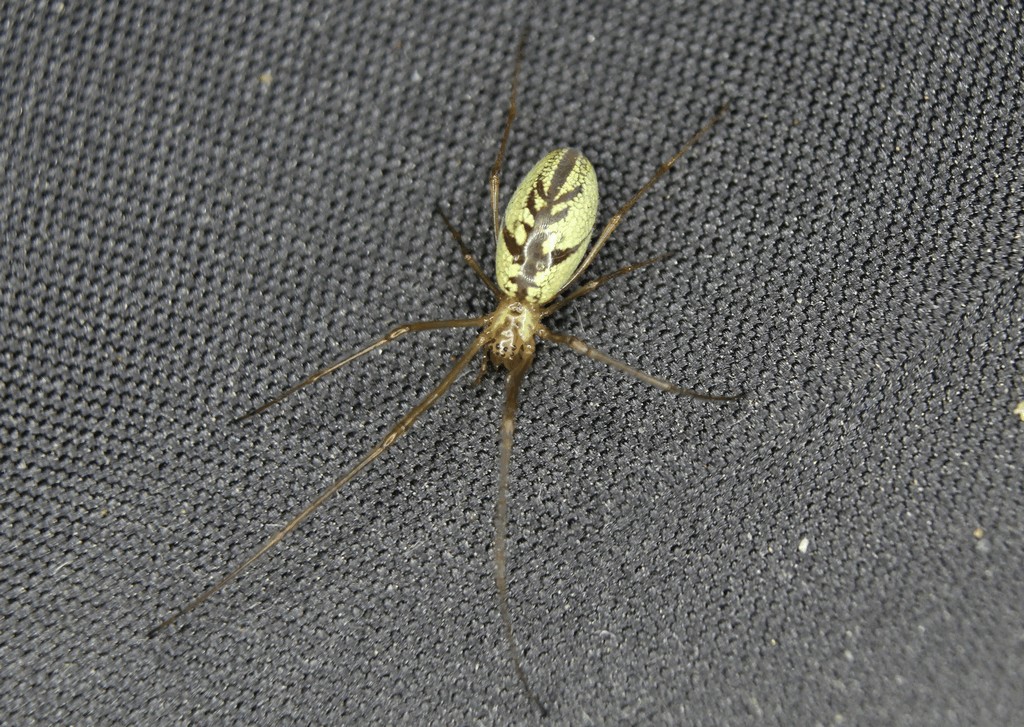 Tetragnatha_pinicola-1.jpg