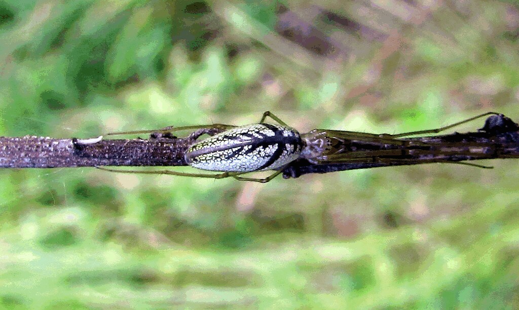 Tetragnatha_pinicola-2.jpg