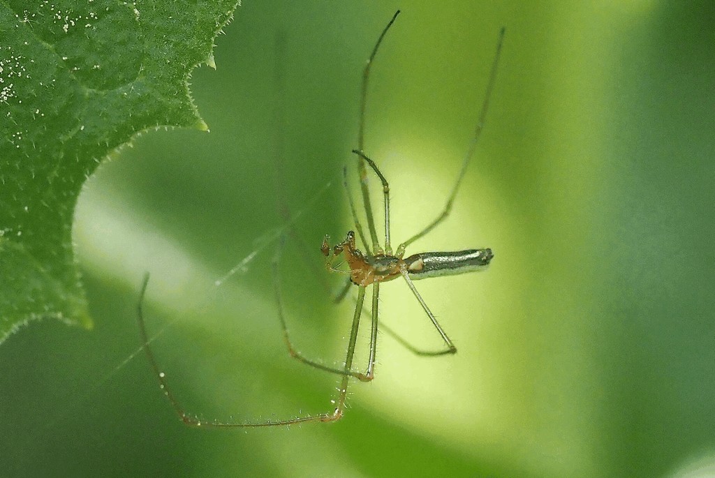 Tetragnatha_pinicola-4.jpg
