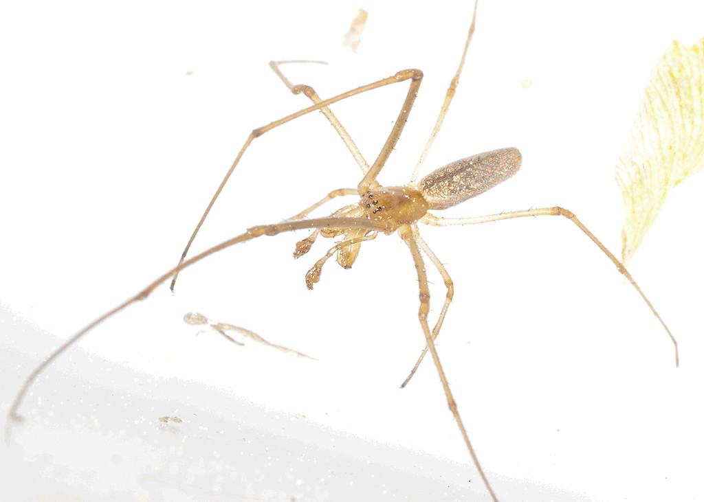 Tetragnatha_pinicola-5.jpg