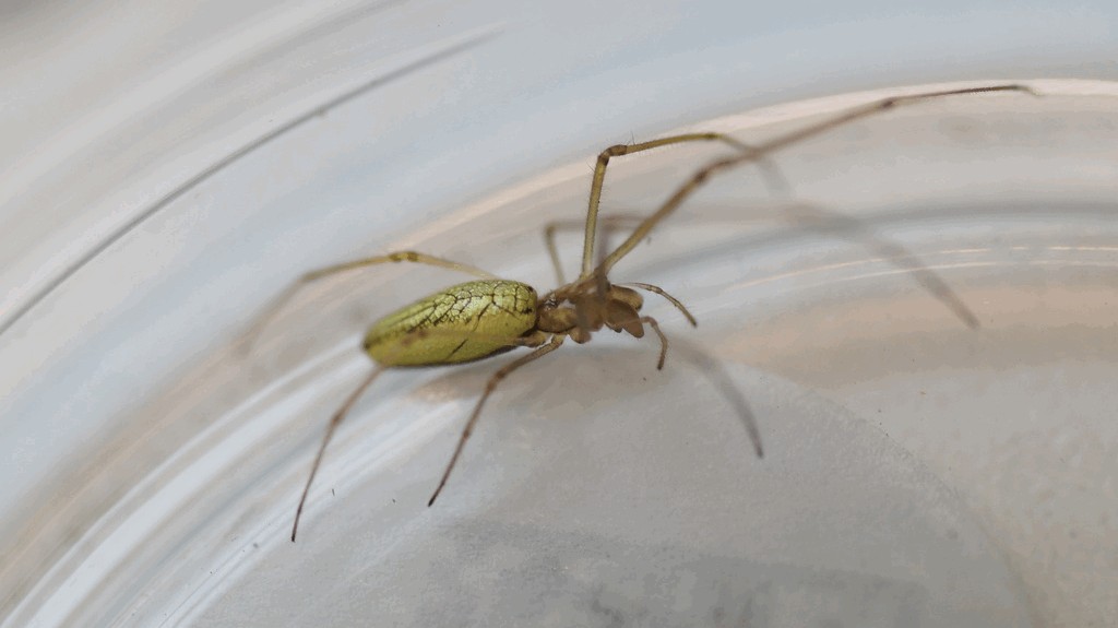 Tetragnatha_pinicola-6.jpg