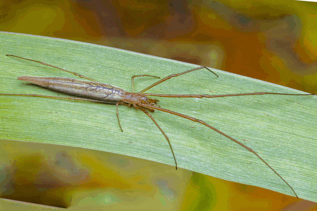 Tetragnatha_reimoseri-1.gif