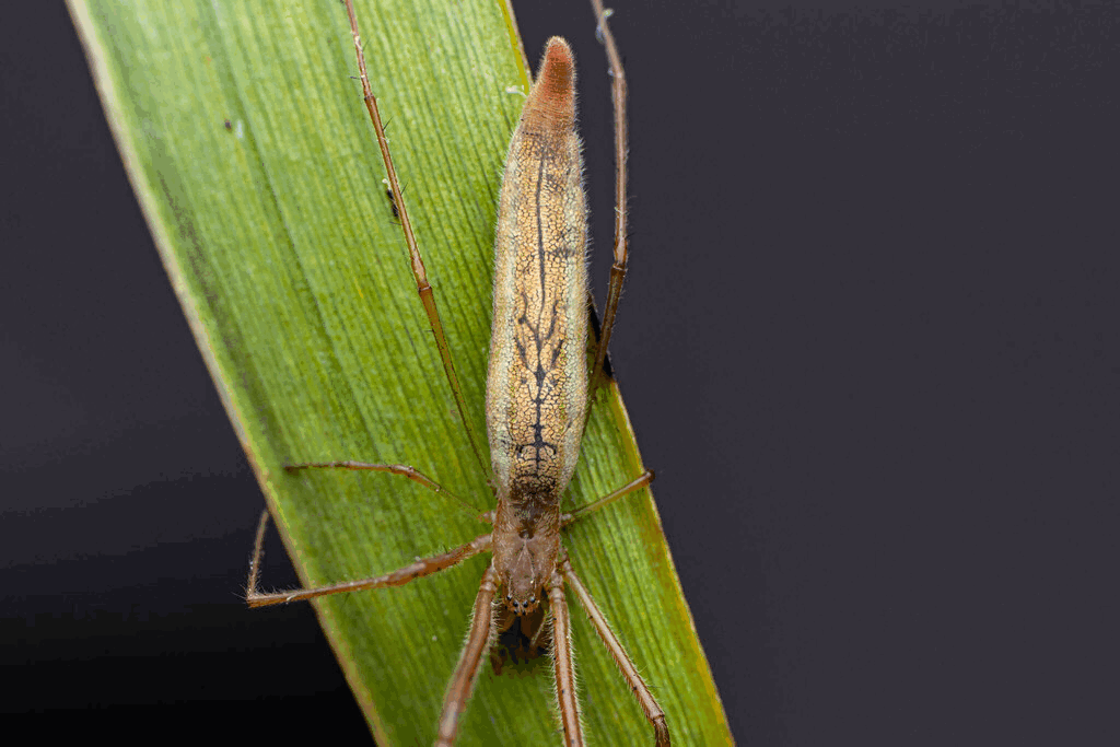Tetragnatha_reimoseri-2.gif