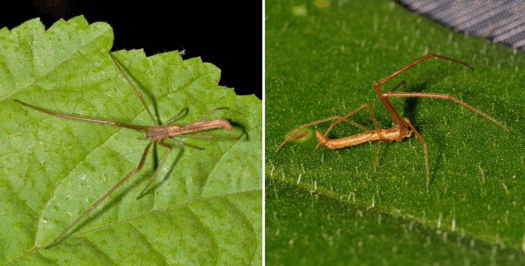 Tetragnatha_reimoseri-3.jpg