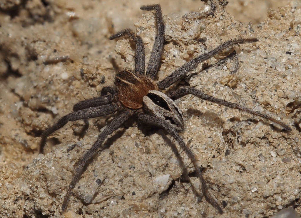 Thanatus_arenarius-1.jpg