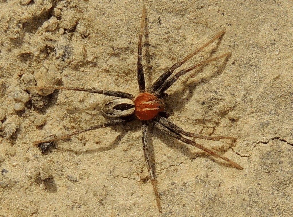 Thanatus_arenarius-17.jpg