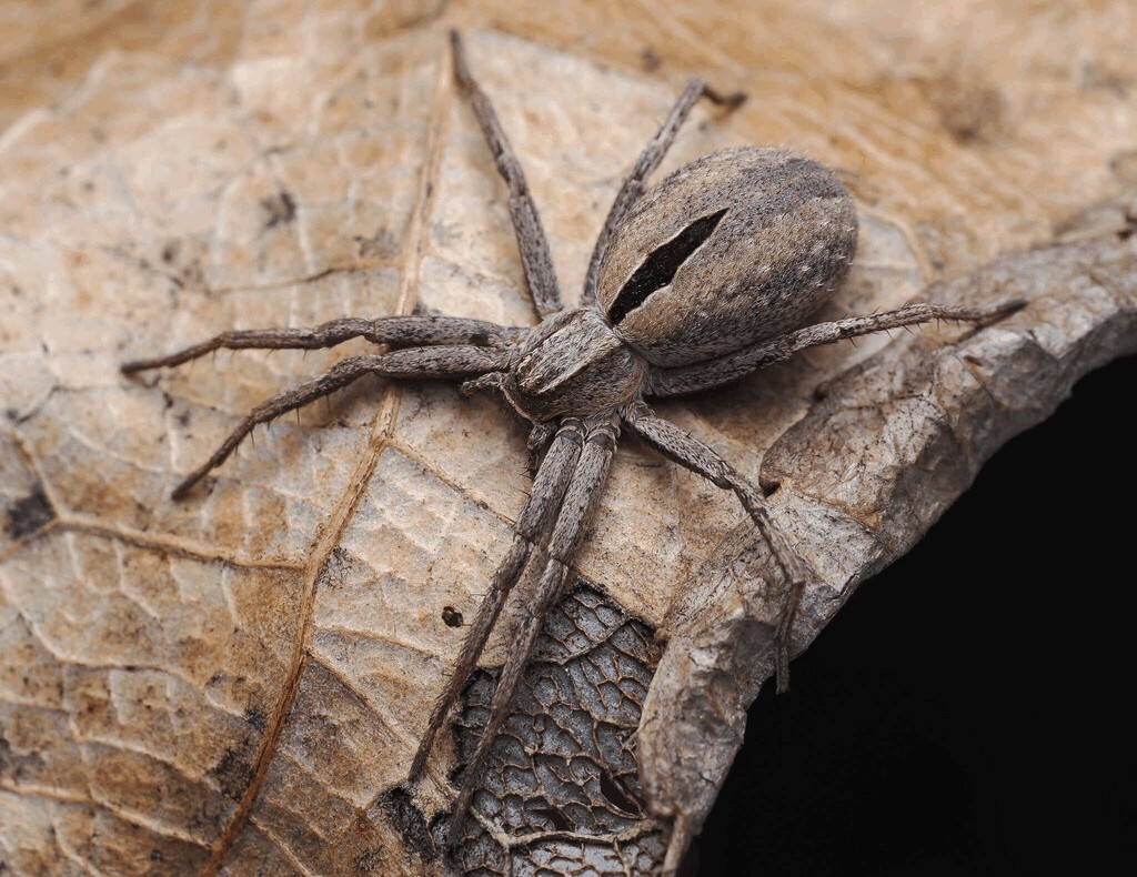 Thanatus_formicinus-1.jpg
