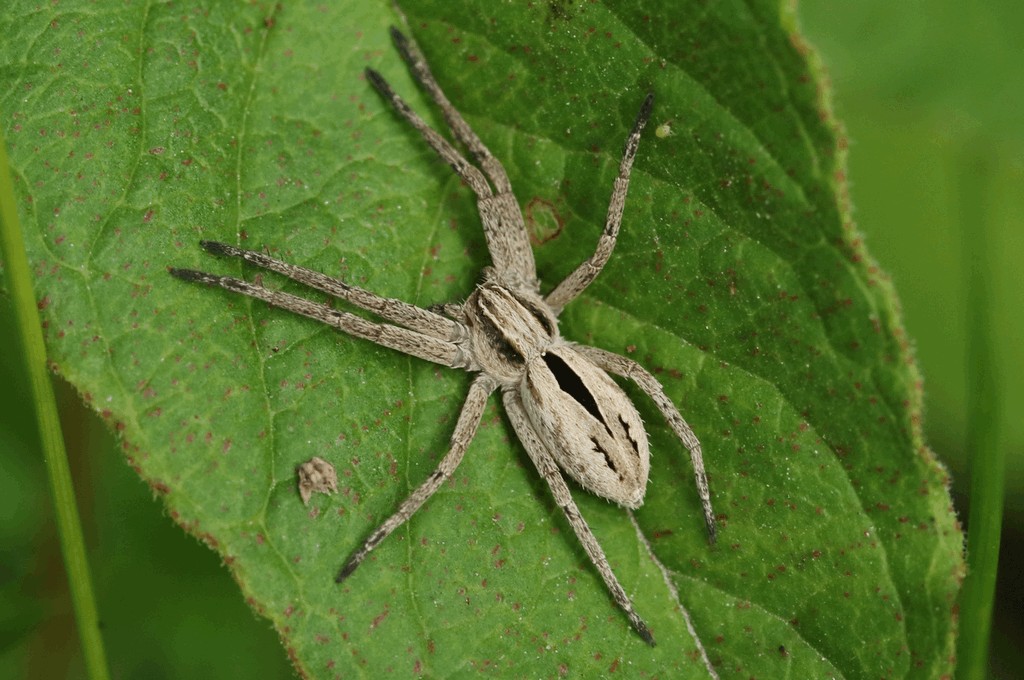 Thanatus_formicinus-2.jpg