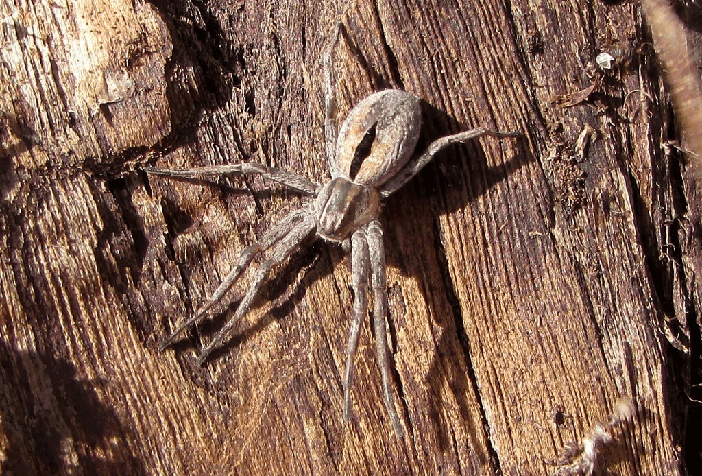 Thanatus_formicinus-3.jpg