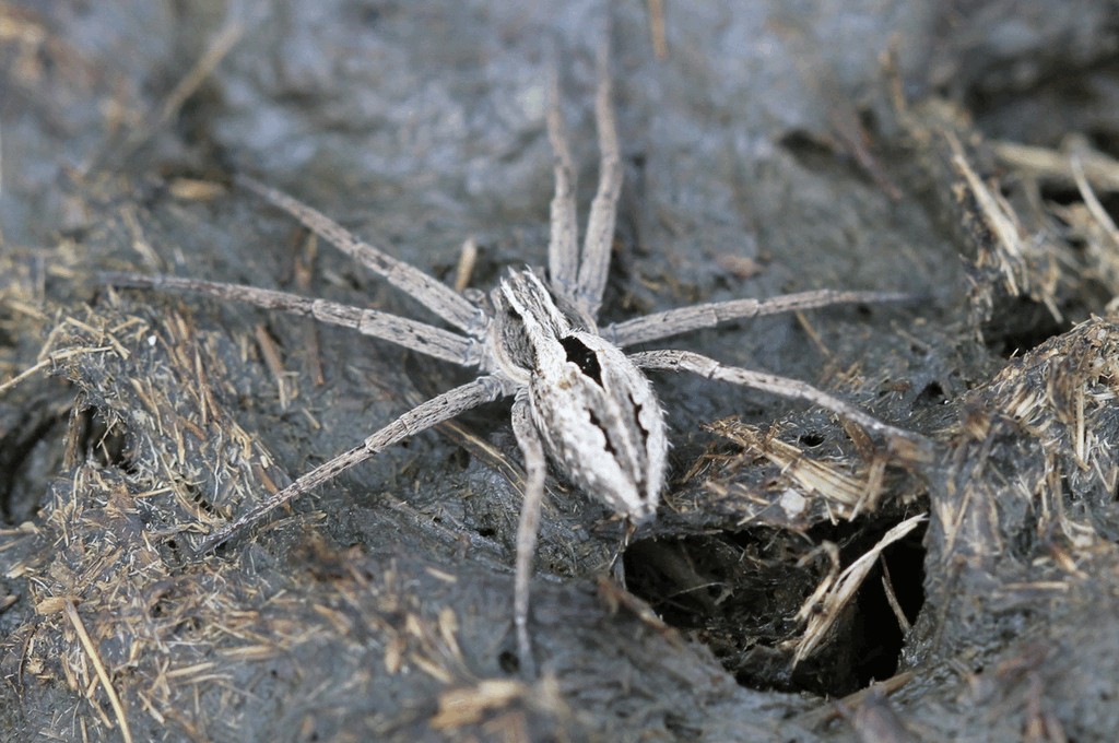 Thanatus_formicinus-4.jpg