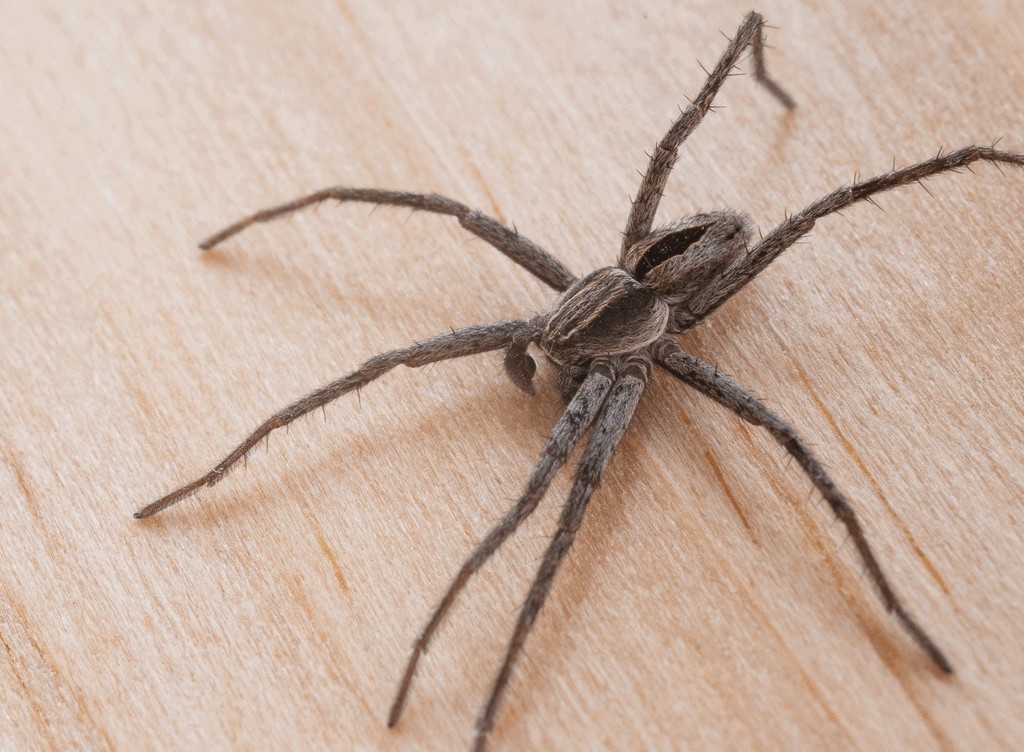 Thanatus_formicinus-5.jpg