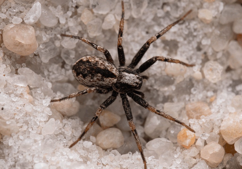 Thanatus_sabulosus-1.jpg
