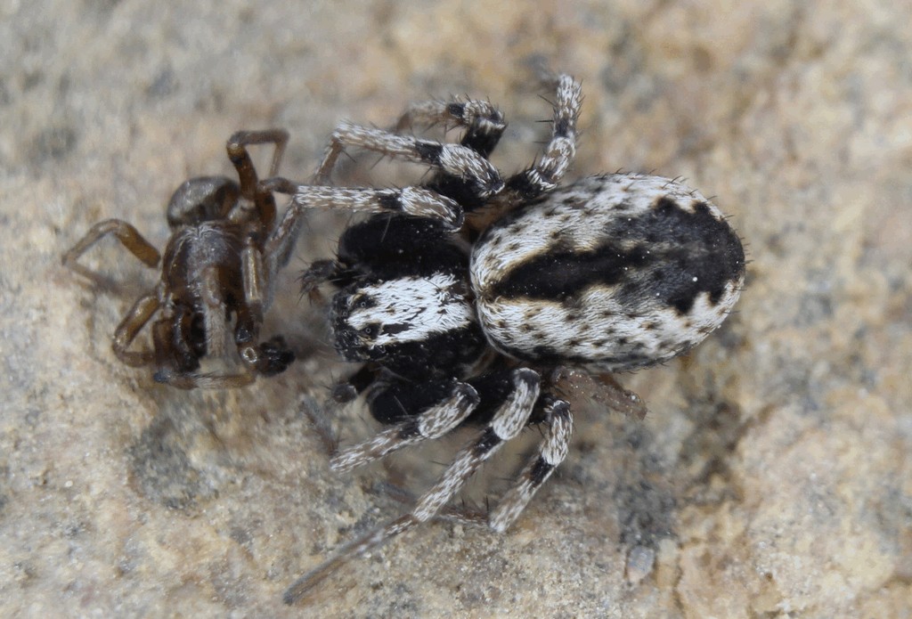 Thanatus_sabulosus-2.jpg