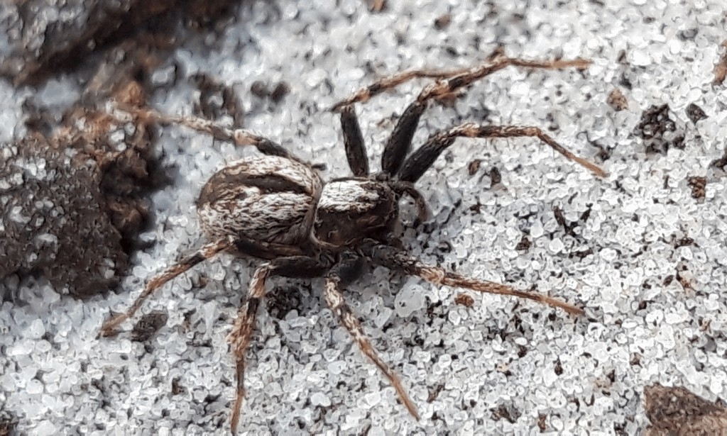 Thanatus_sabulosus-3.jpg