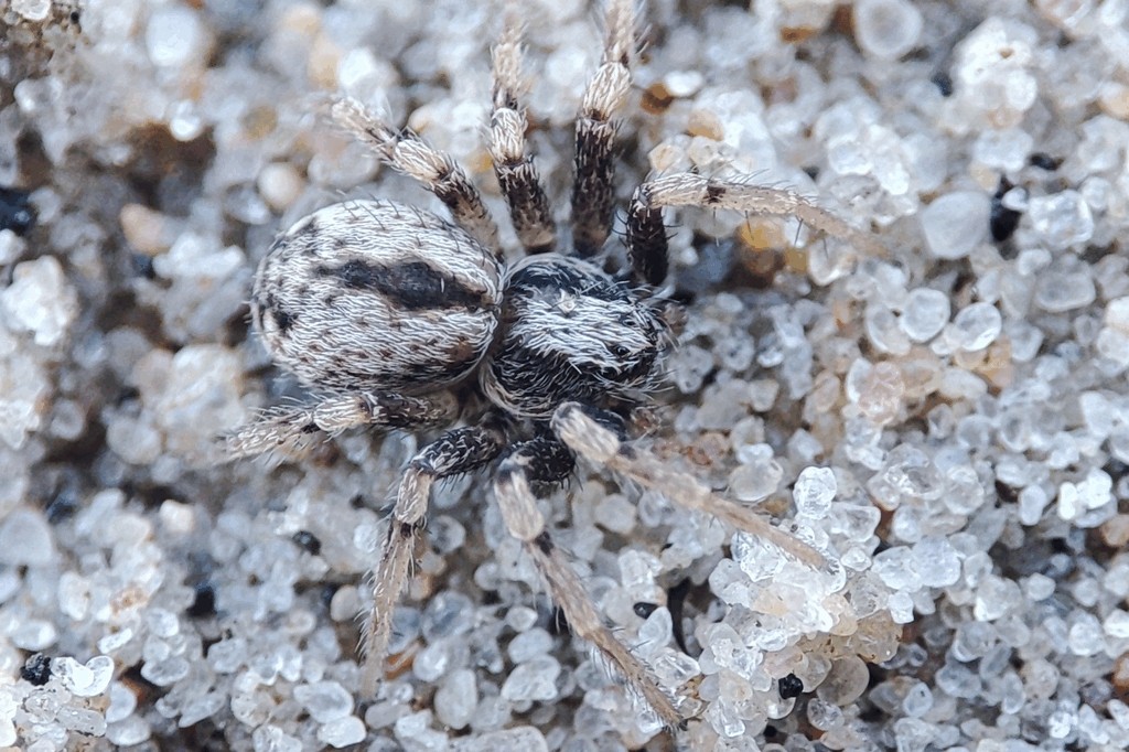 Thanatus_sabulosus-4.jpg