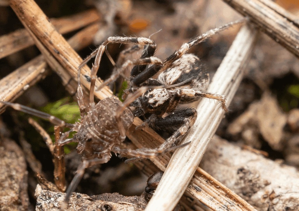 Thanatus_sabulosus-5.jpg