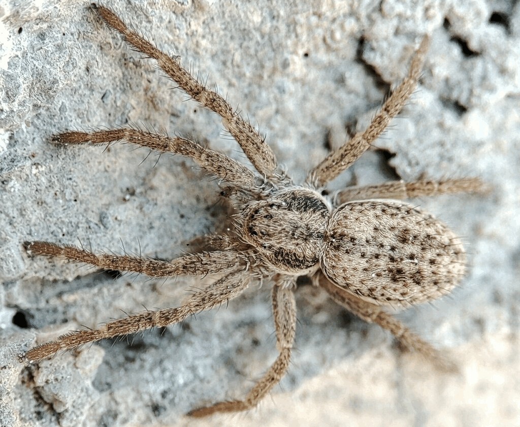 Thanatus_striatus-0.jpg