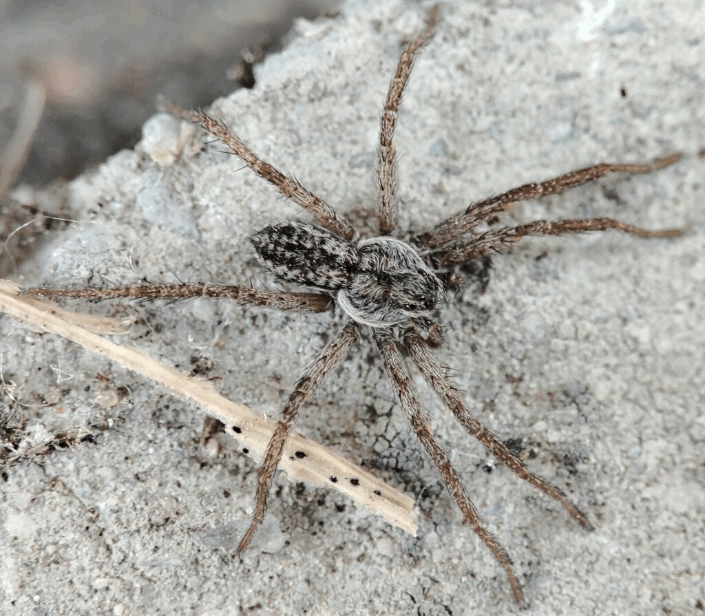 Thanatus_striatus-1.jpg