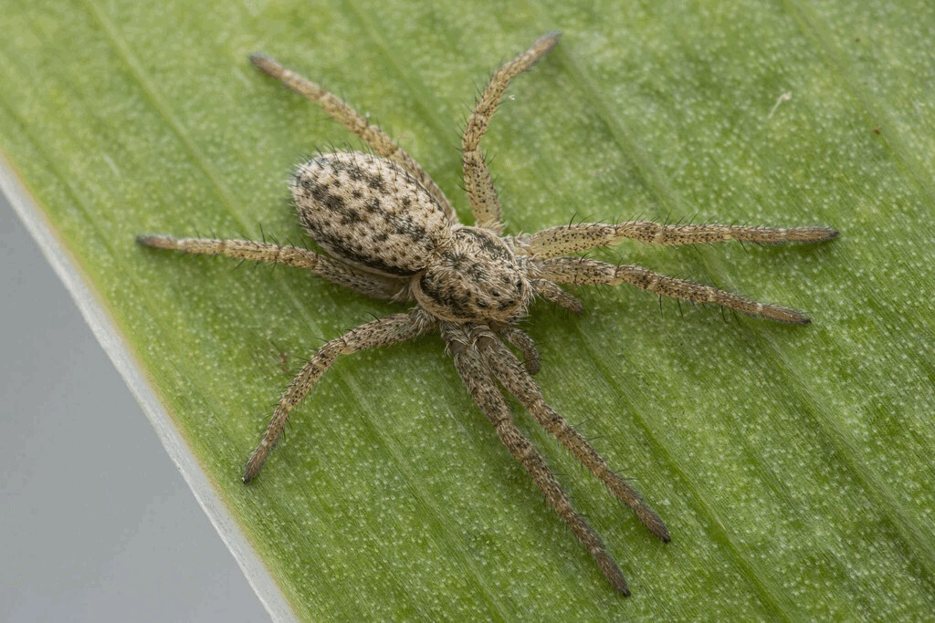 Thanatus_striatus-2.jpg