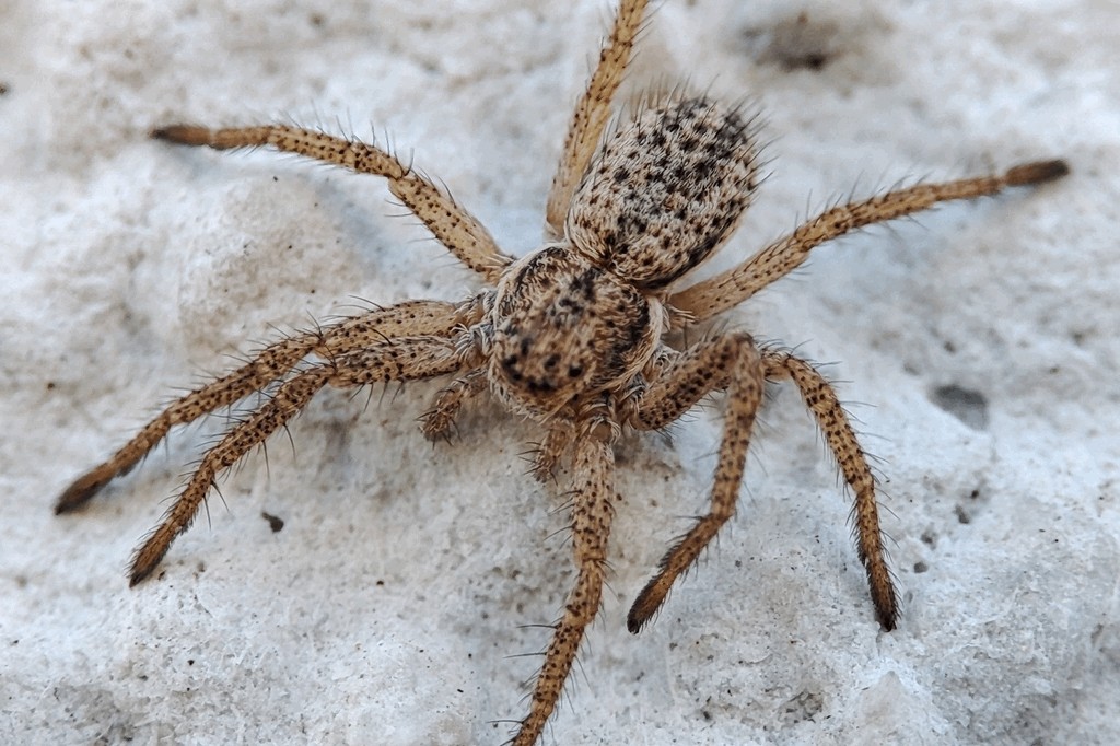 Thanatus_striatus-3.jpg
