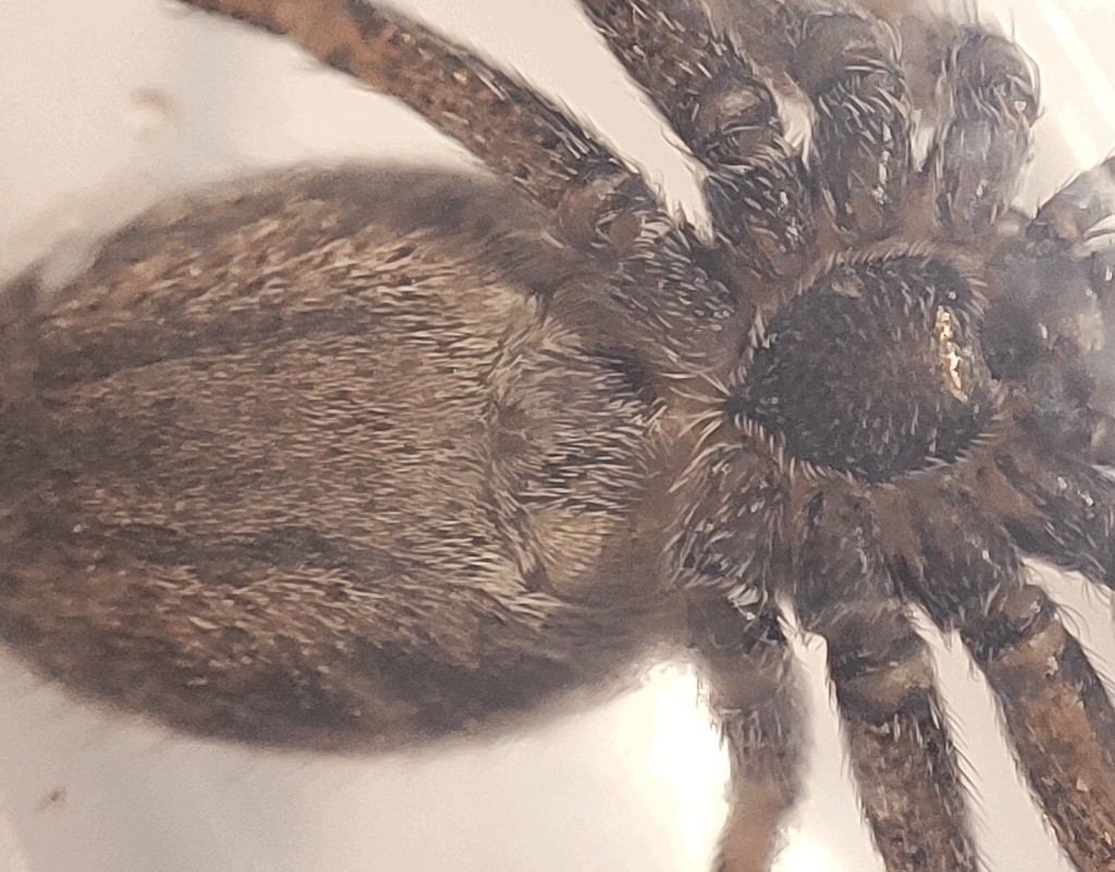 Thanatus_striatus-4.jpg