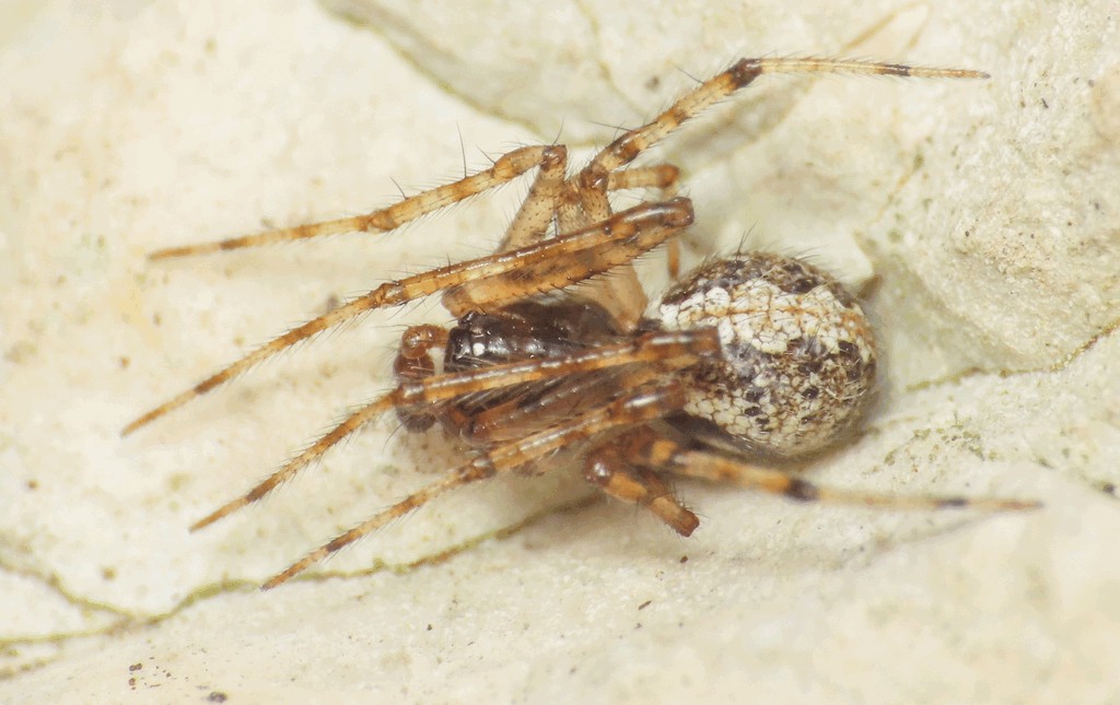 Theridion_betteni-1.jpg