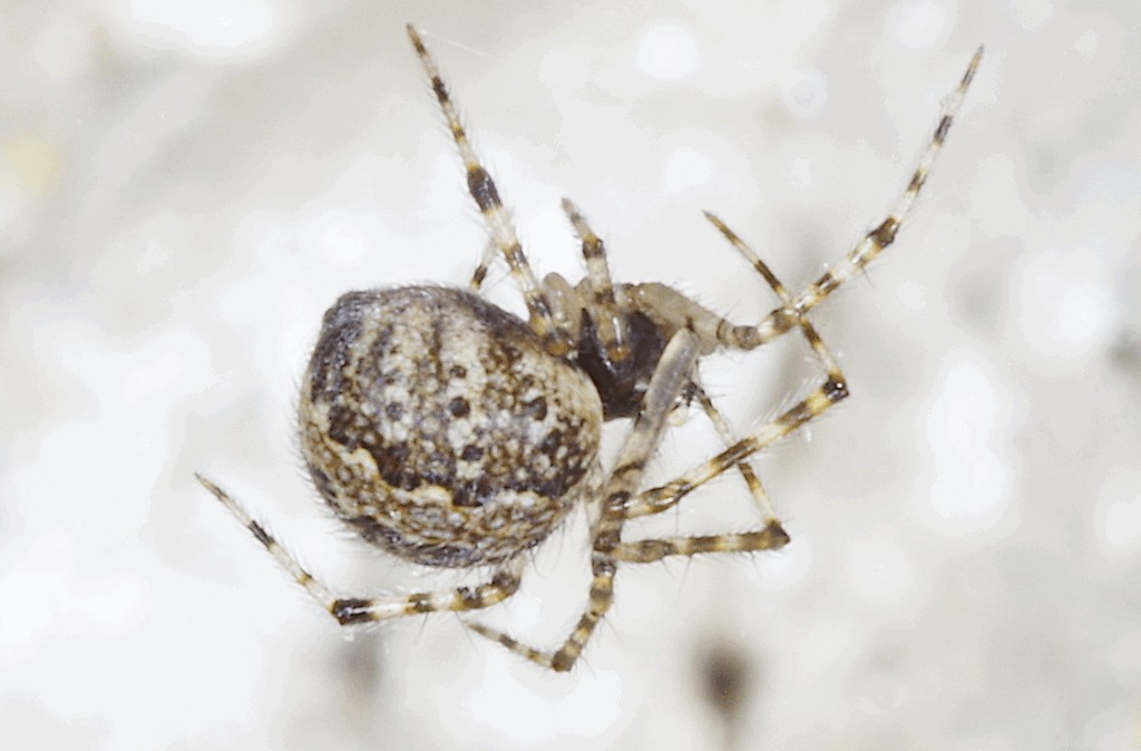 Theridion_betteni-2.jpg