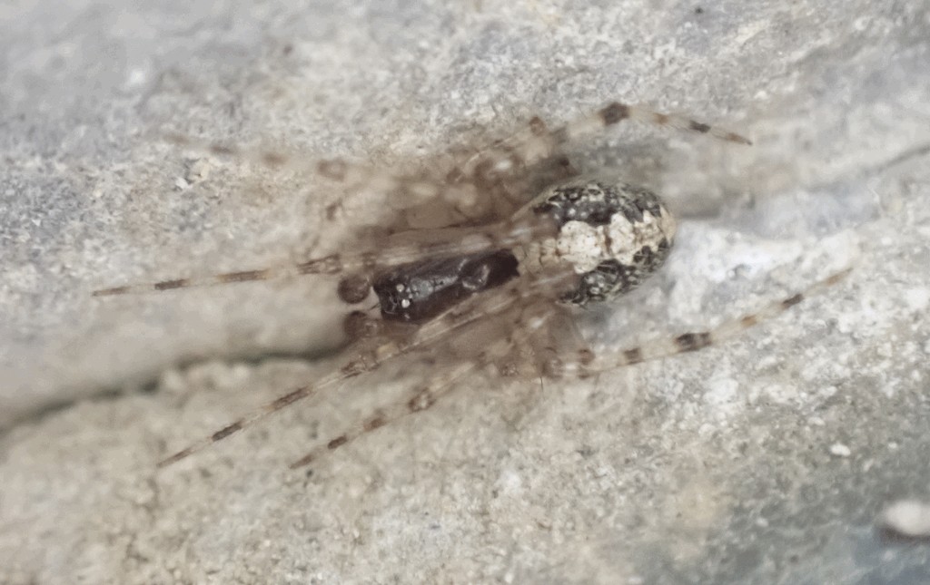 Theridion_betteni-3.jpg