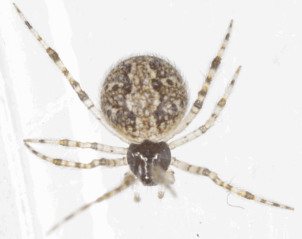 Theridion_betteni-4.jpg
