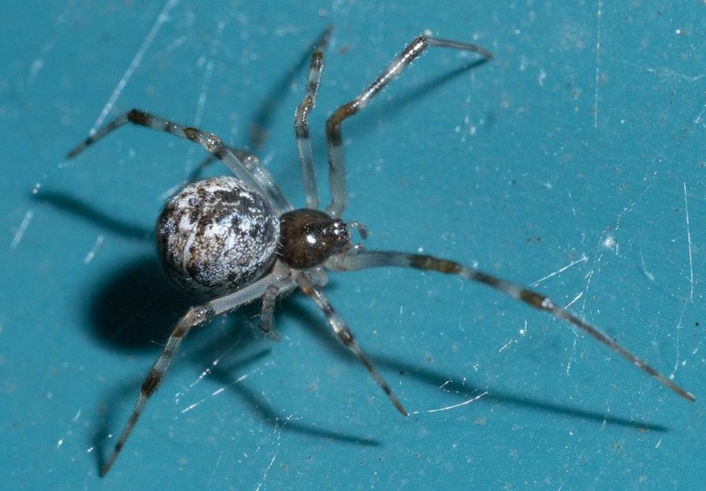 Theridion_familiare-1.jpg