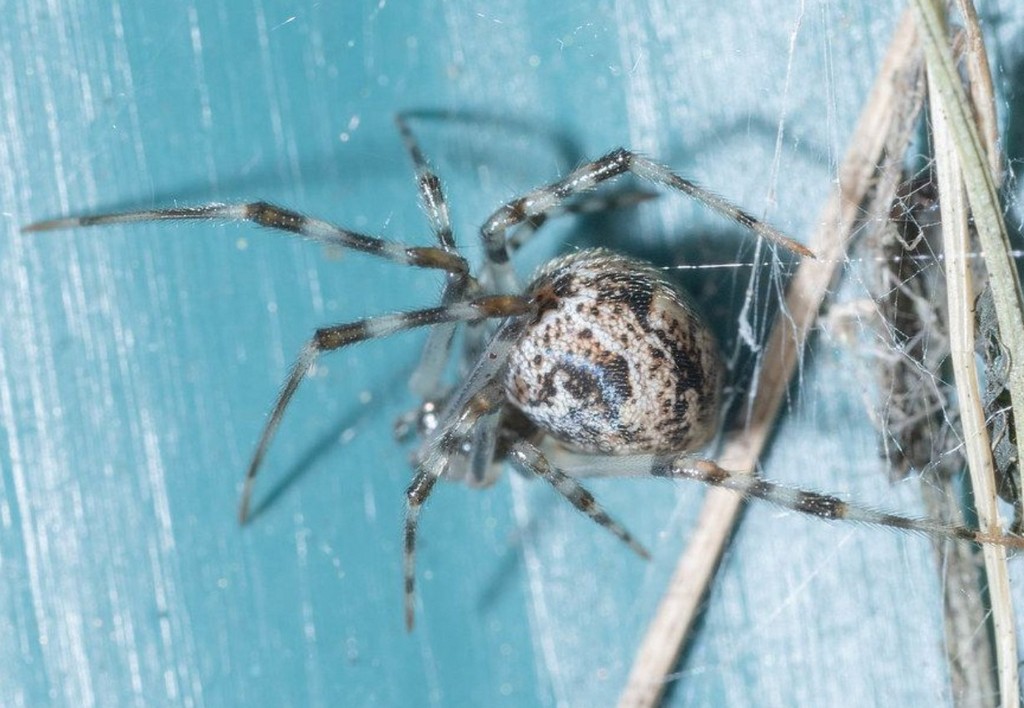 Theridion_familiare-2.jpg
