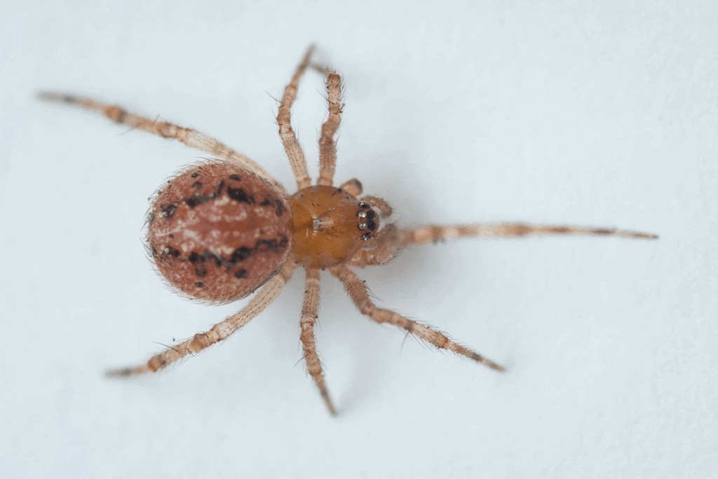Theridion_familiare-3.jpg
