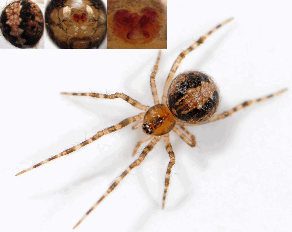 Theridion_familiare-4.jpg