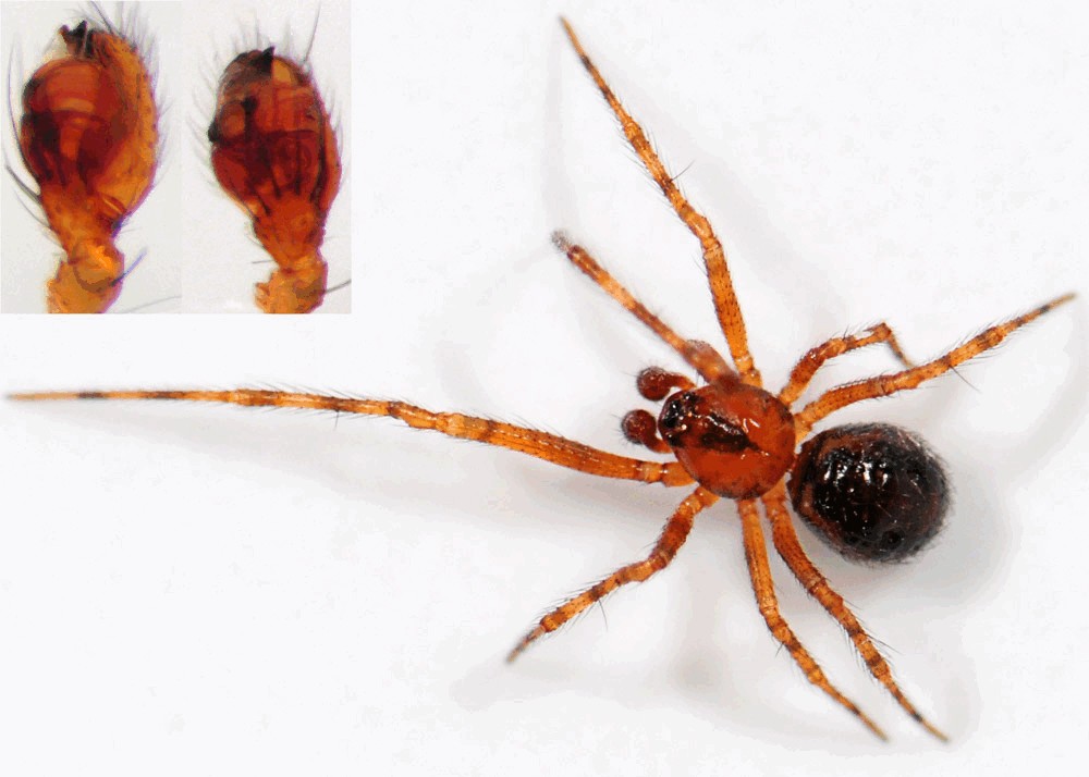 Theridion_familiare-5.jpg