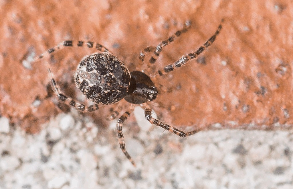 Theridion_melanurum-1.jpg