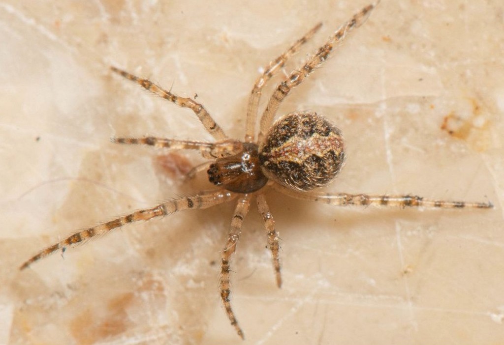 Theridion_melanurum-2.jpg