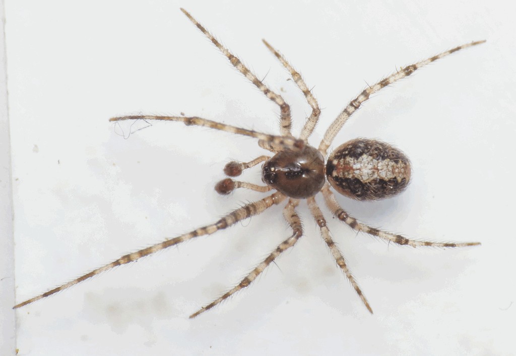 Theridion_melanurum-3.jpg
