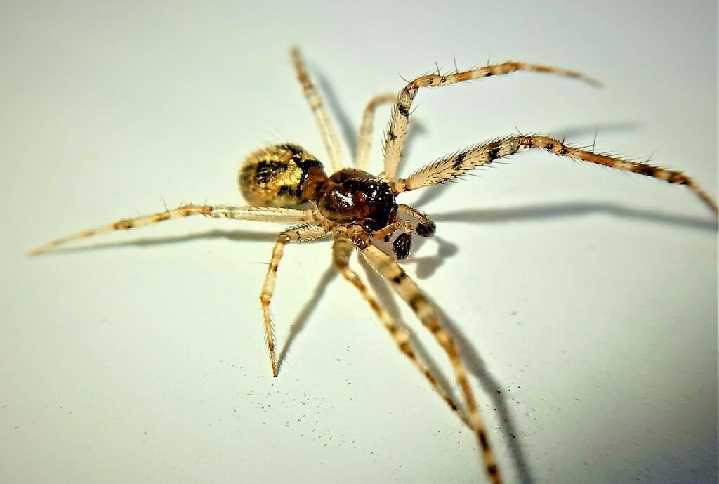 Theridion_melanurum-5.jpg