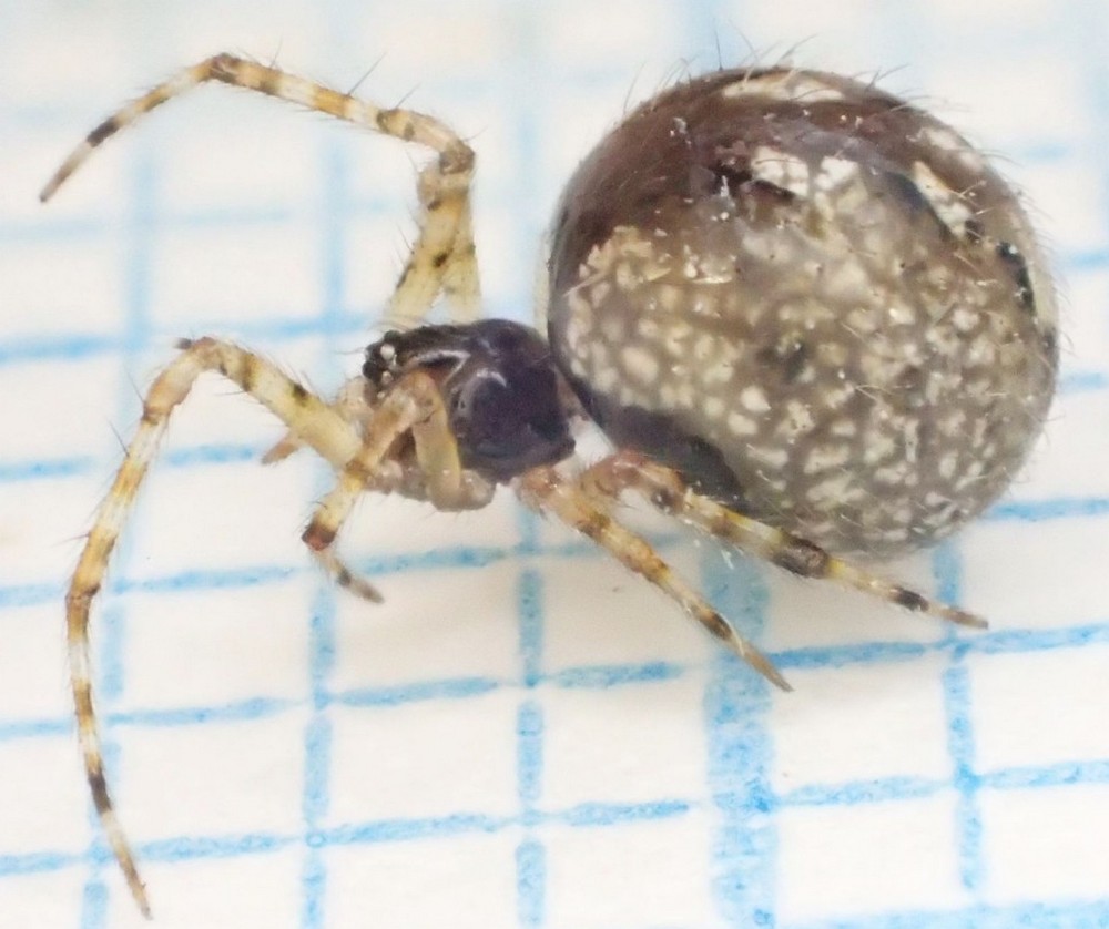 Theridion_mystaceum-2.jpg