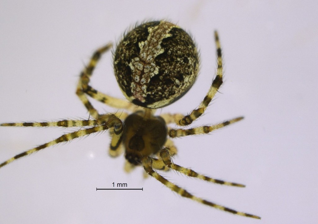 Theridion_mystaceum-4.jpg