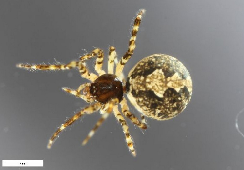 Theridion_mystaceum-5.jpg