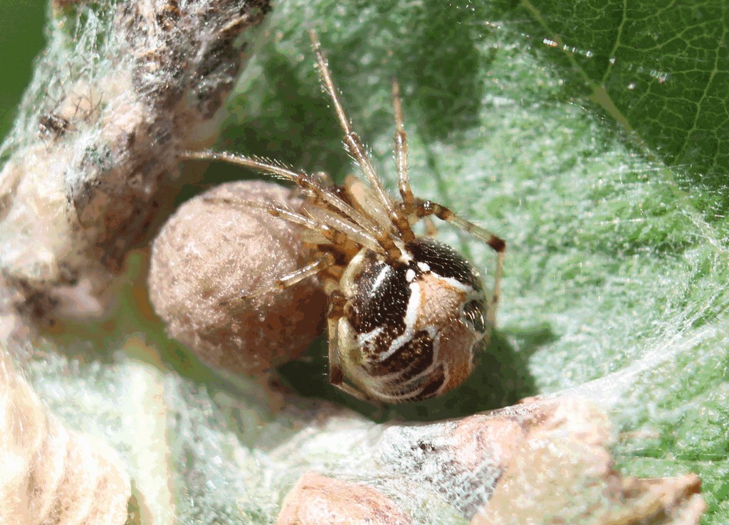 Theridion_pictum-1.jpg