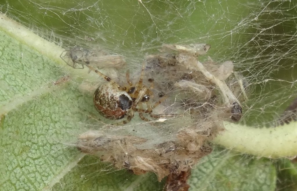Theridion_pictum-2.jpg
