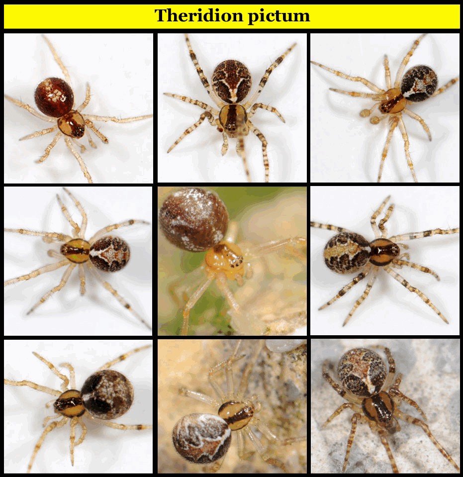 Theridion_pictum-4.jpg