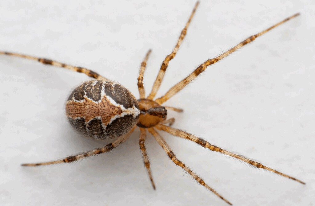 Theridion_pictum-5.jpg