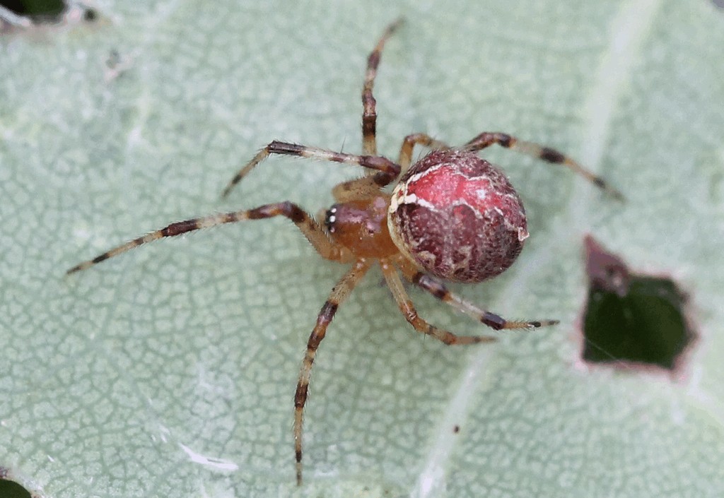 Theridion_pinastri-1.jpg