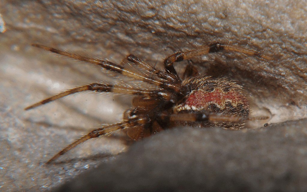 Theridion_pinastri-2.jpg