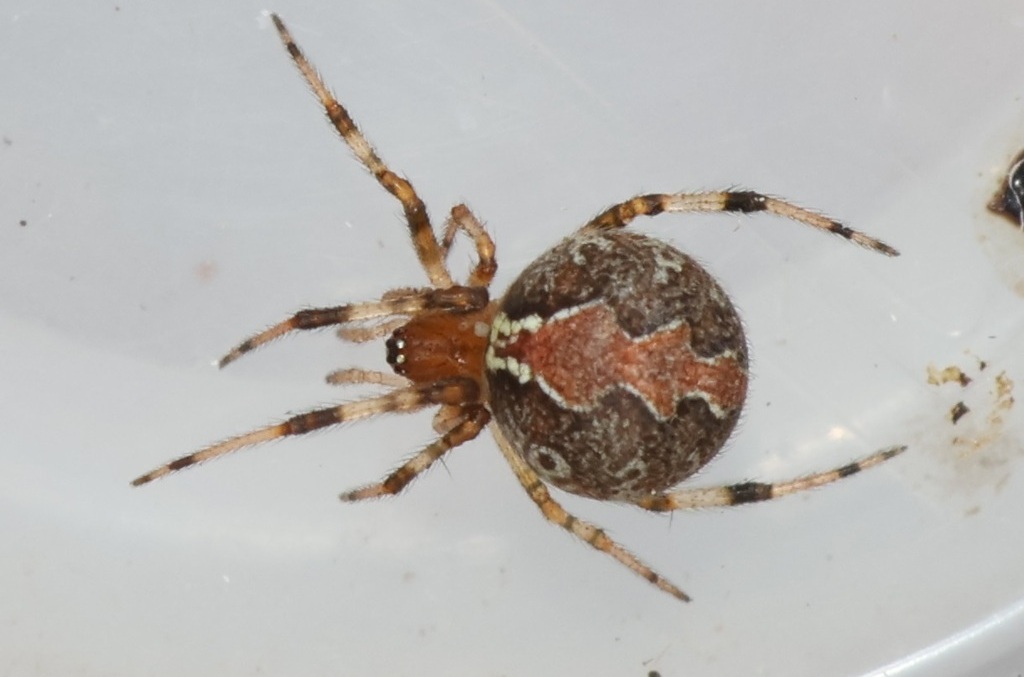 Theridion_pinastri-3.jpeg