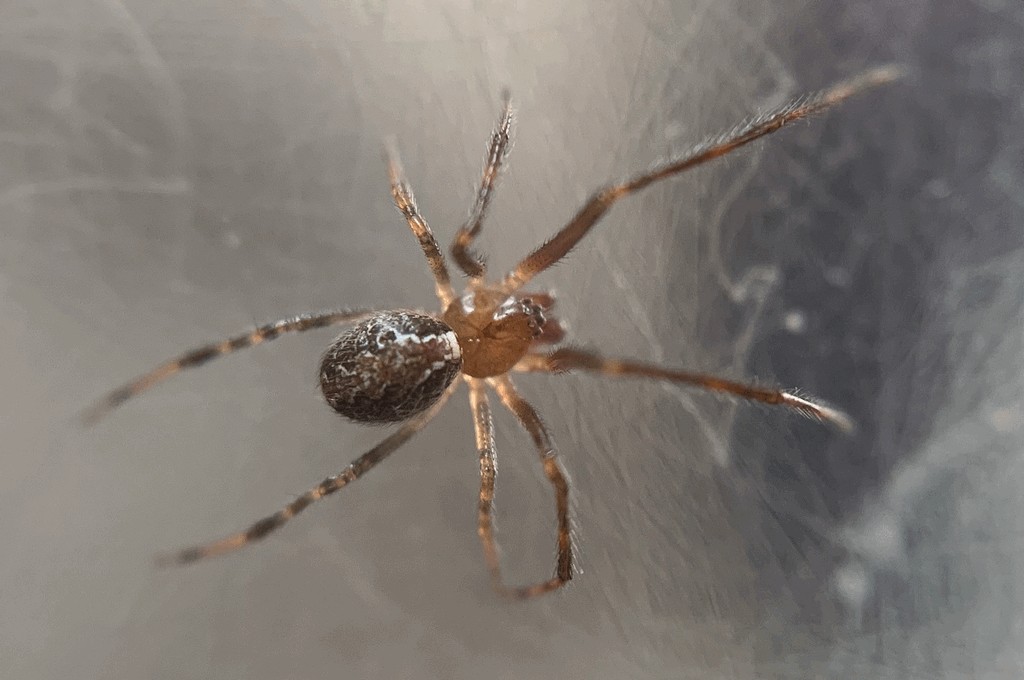 Theridion_pinastri-4.jpg